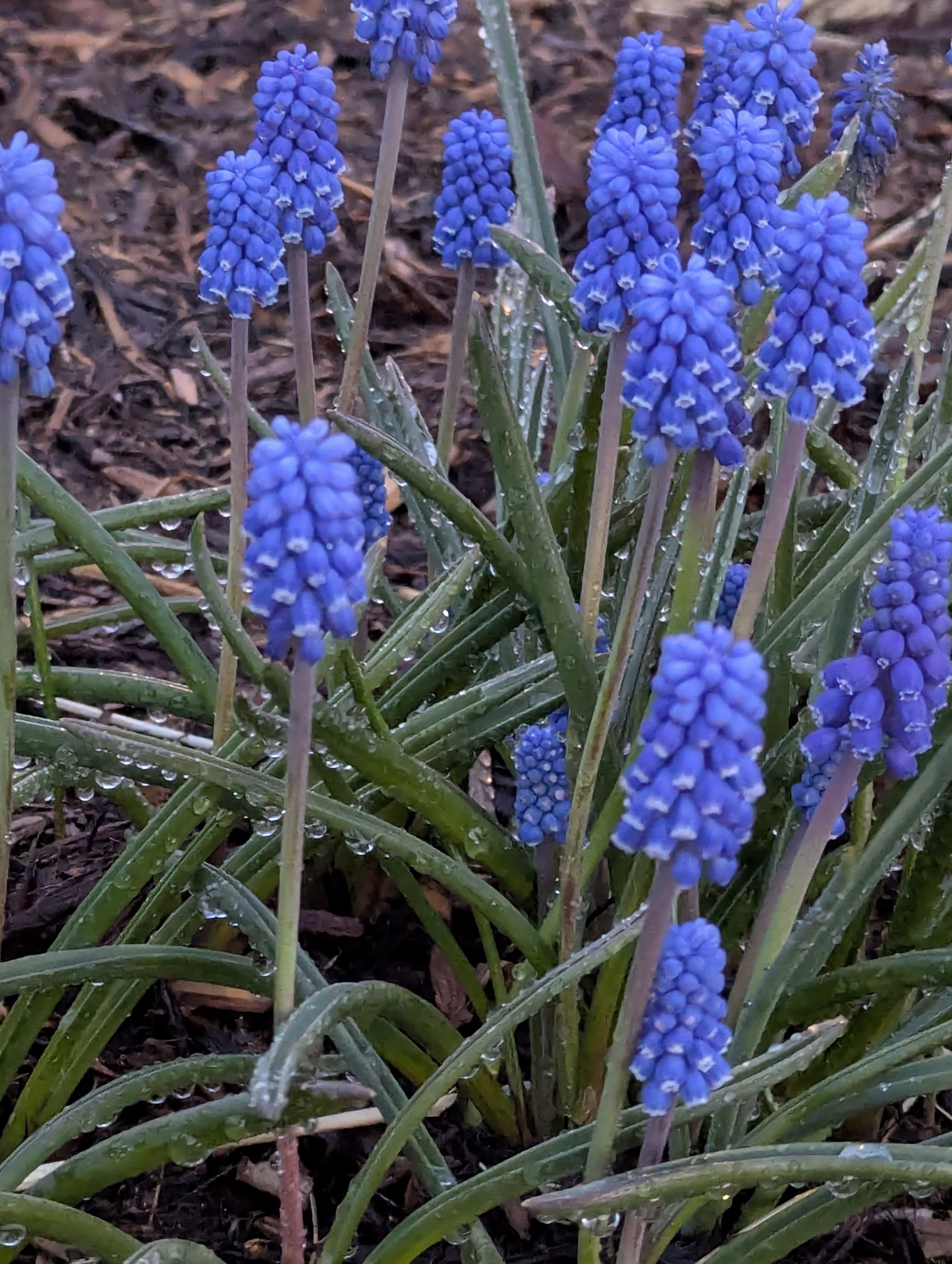 Garden, Flowers, Morrison, Colorado
